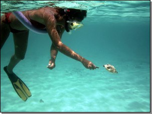 Underwater in the Tobago Cays lagoon