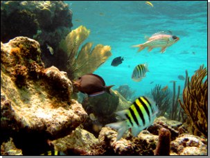 Lagon des Tobago Cays