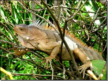 igane grenadines