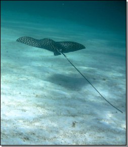 vue sous marine ray aigle Tobago Cays Grenadines